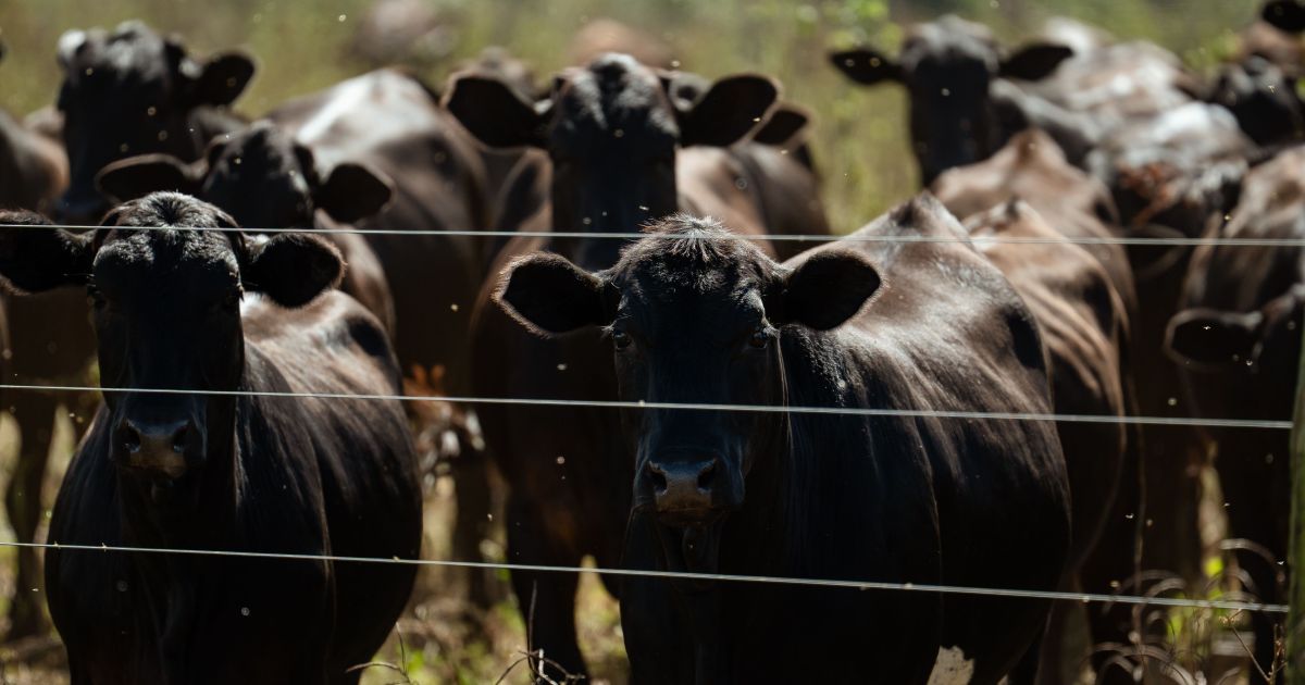 Oferta restrita de gado deve sustentar preços do boi no segundo semestre