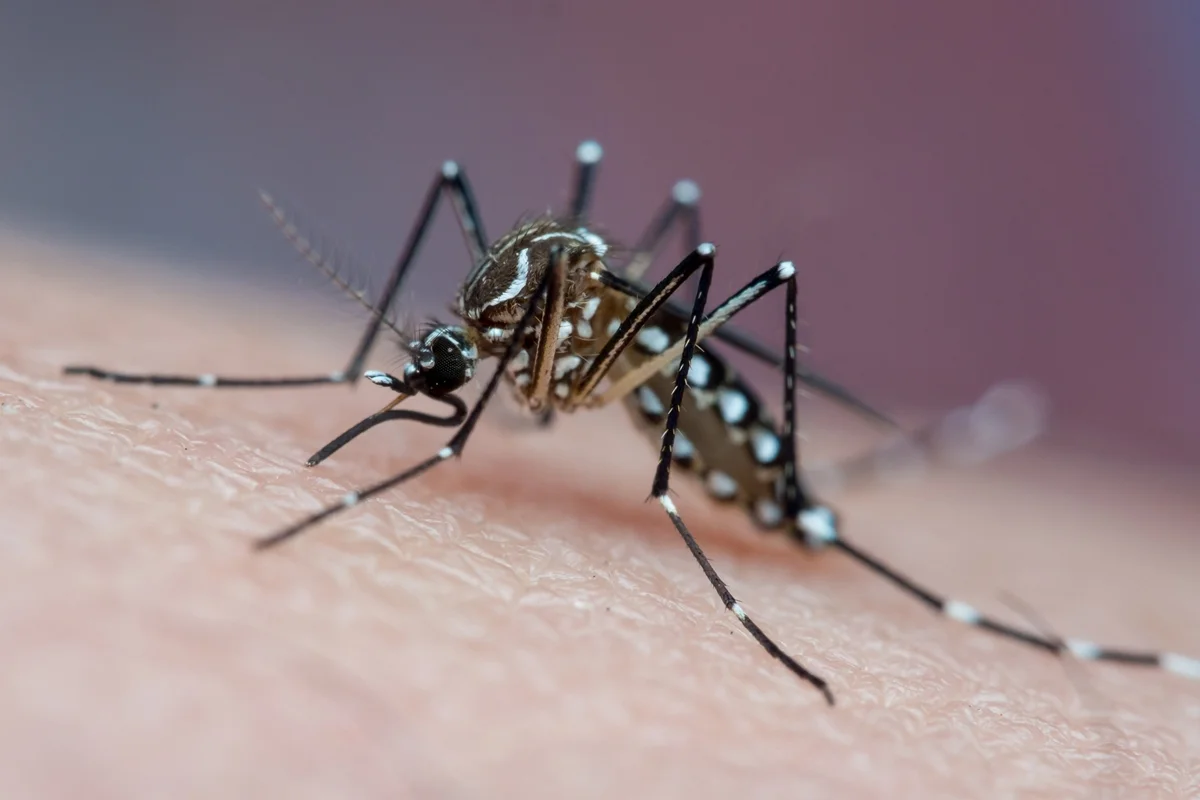OMS lança primeiro guia para ampliar tratamento da dengue em crianças