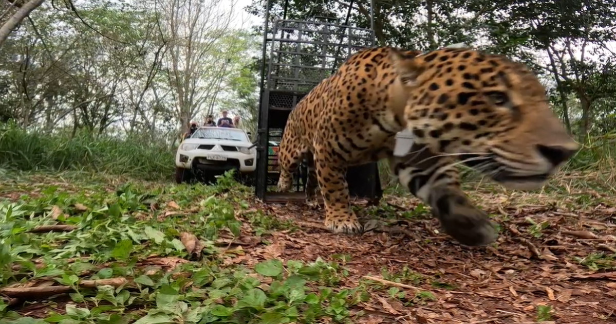 Onça-pintada resgatada em Foz do Iguaçu retorna à natureza com colar de GPS