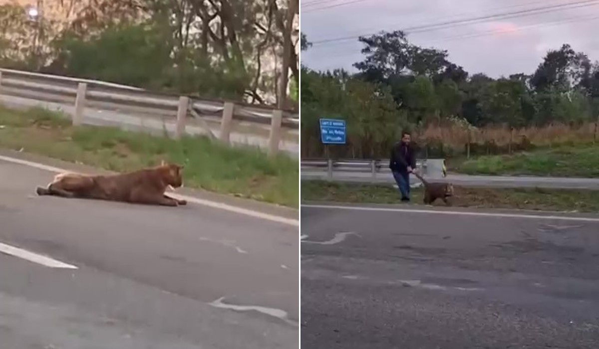 Polícia Militar Ambiental orienta sobre conduta segura diante de animais silvestres após incidente em Piracicaba