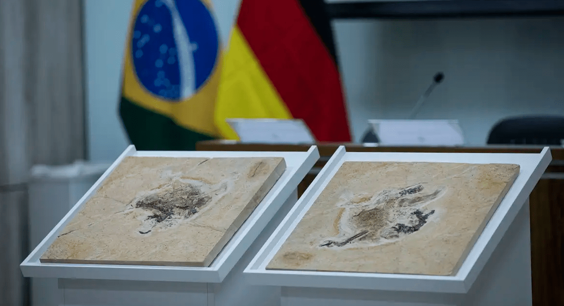 Brasil empenhado na recuperação de fósseis de dinossauros retirados ilegalmente