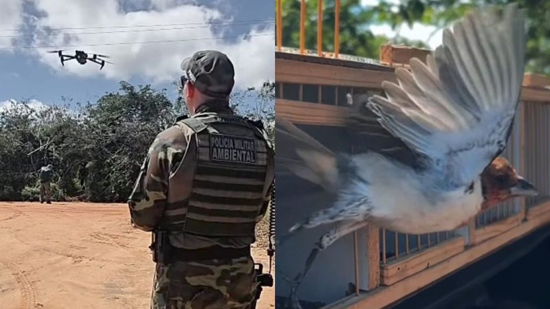 IBAMA e BPAmb apreendem 120 aves abatidas em operação contra caça ilegal no Seridó
