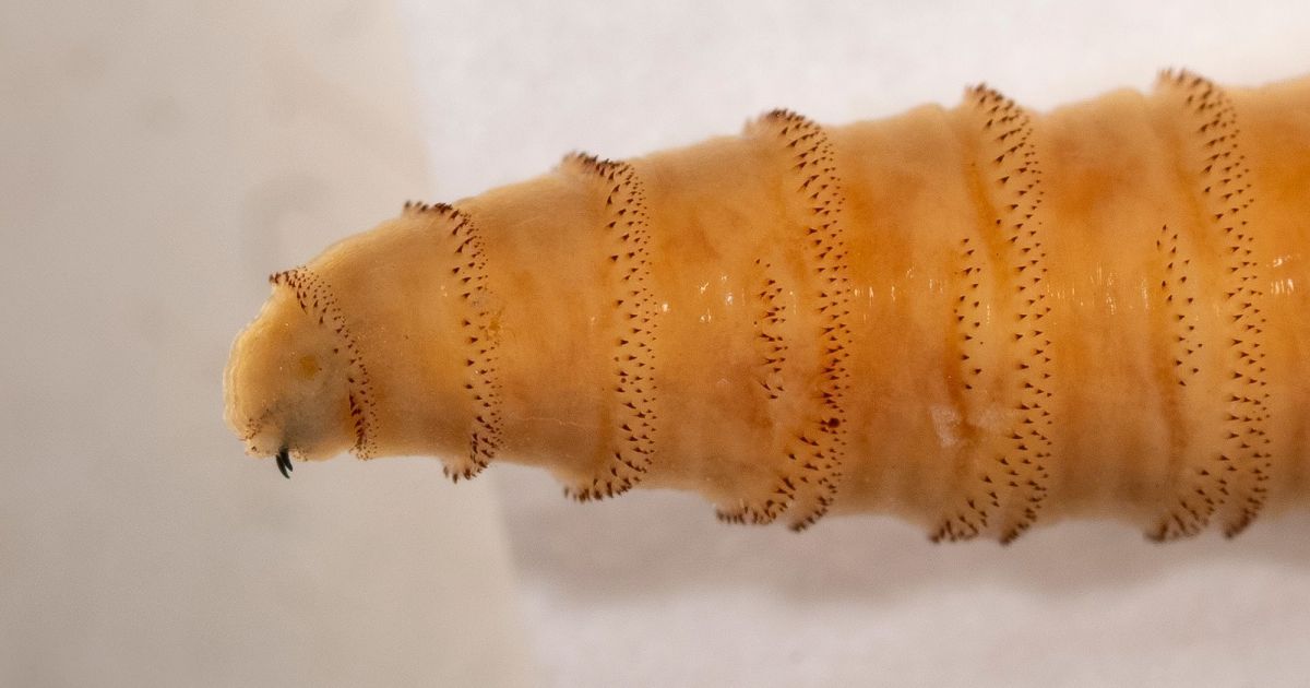 USDA confirma detecção de mosca-da-bicheira em gado no Texas