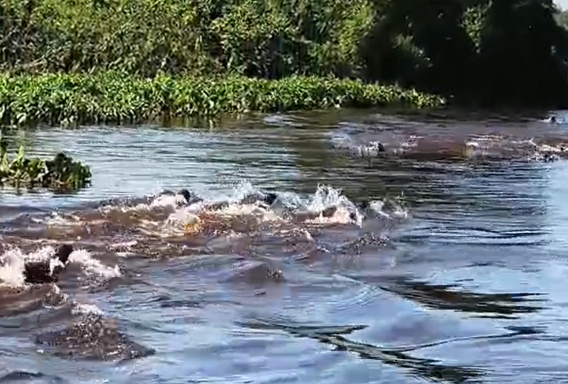 Piloteiro flagra "briga de gangues" entre ariranhas no Pantanal