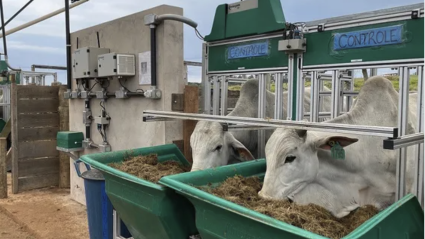 Pecuaristas articulam resistência contra novas normas da UE para carne