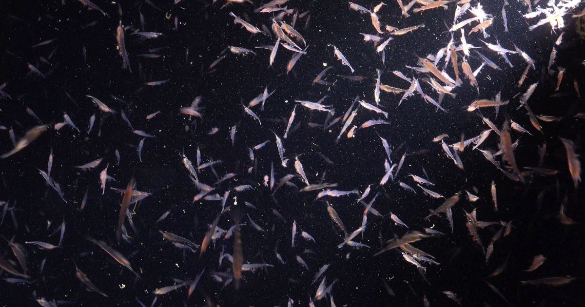 Pesca de krill pela Noruega na Antártica ameaça o turismo de baleias no Brasil
