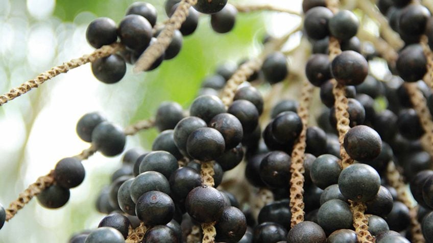 Cientistas da Amazônia sequenciam genoma do açaí pela 1ª vez