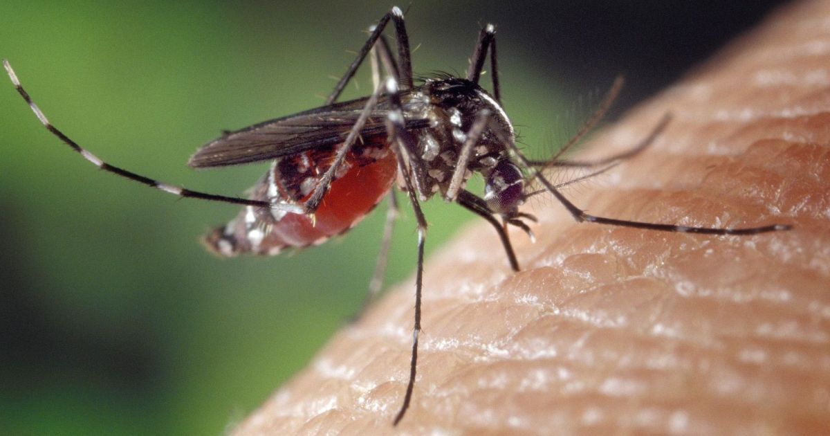 Pesquisadores da USP criam vacina inteligente contra chikungunya