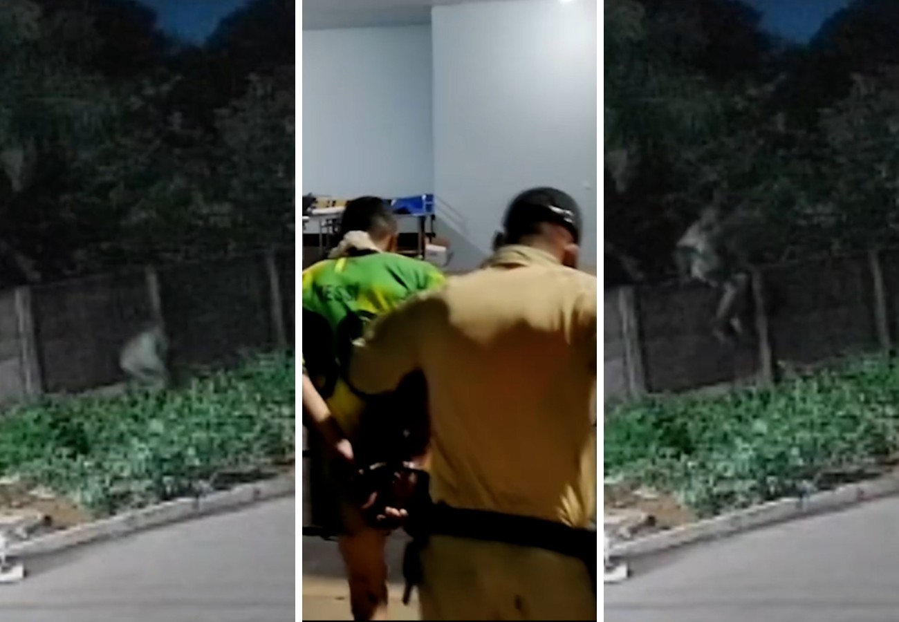 PMTO prende invasor após pitbull defender tutor e morrer no TO