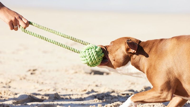 Pitbull solto ataca e mata animais em praia do RN; moradores pedem providências
