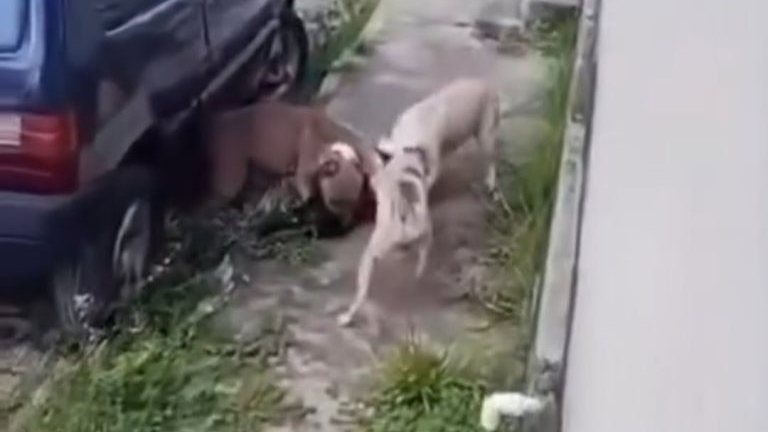 Pitbulls soltos geram medo e cobrança por providências em Nísia Floresta