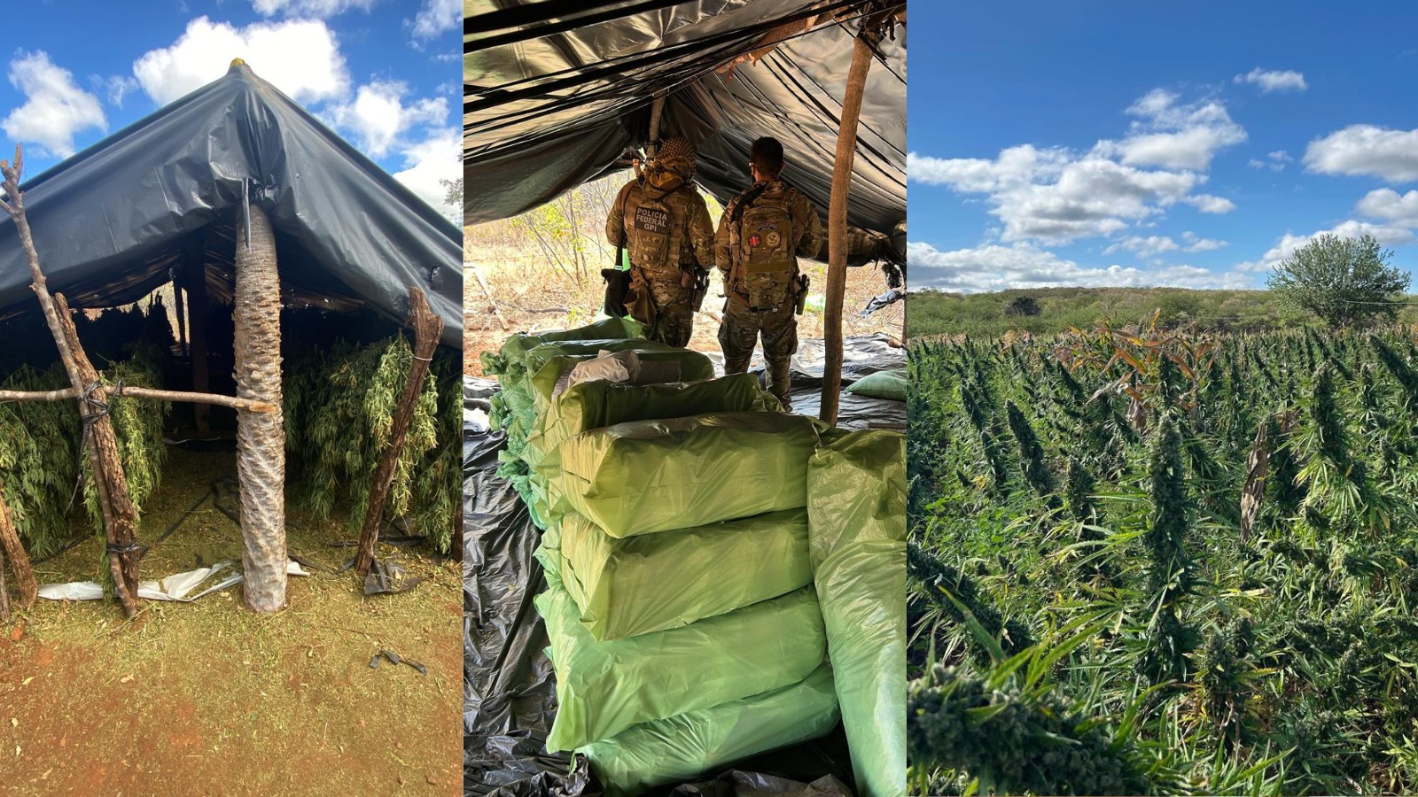 PF desmantela megaplantação de maconha no Piauí