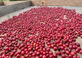 Rio Grande do Norte diversifica economia com plantio de café em seis municípios