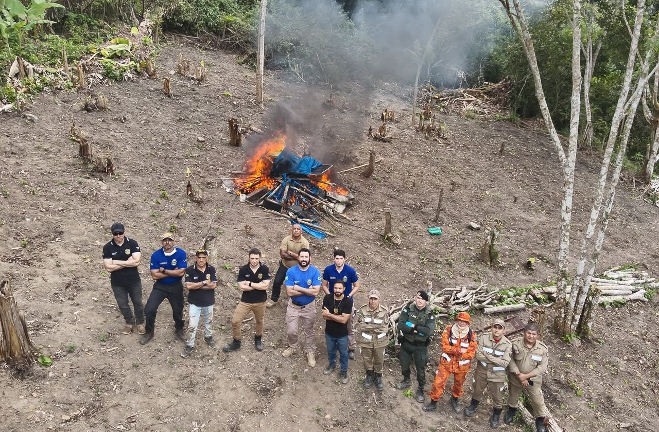 Polícia Civil incinera plantio de maconha em Redenção após polêmica sobre abandono de provas