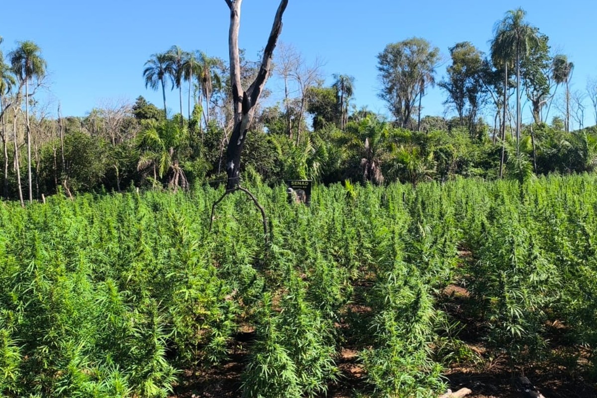 Polícia paraguaia destrói 18 toneladas de maconha e desmonta acampamentos na fronteira com o Brasil