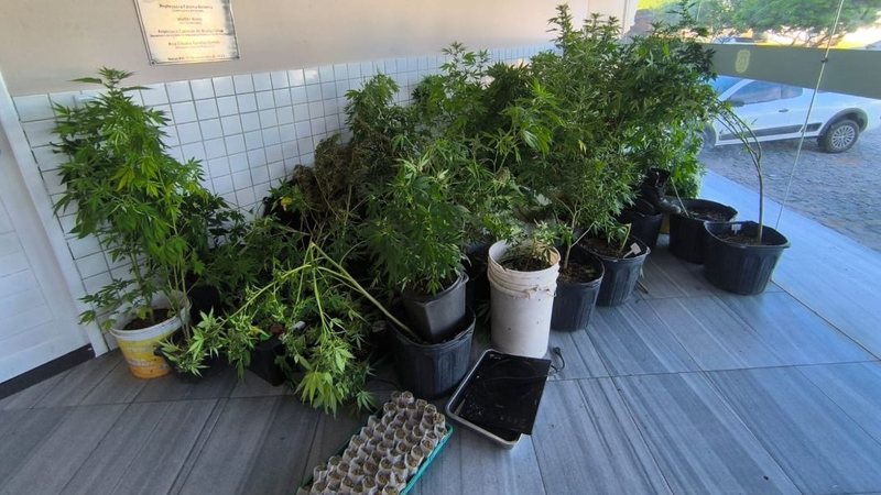 Polícia Militar desmantela laboratório de maconha e prende homem na Zona Norte de Natal