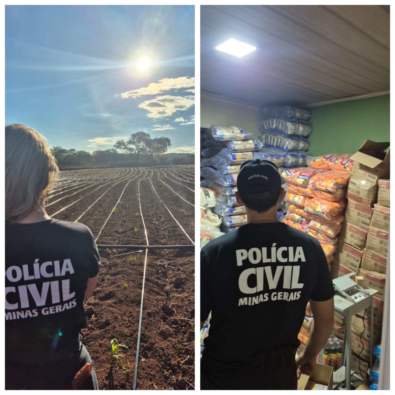 Polícia Civil desarticula plantio de maconha com estrutura avançada em Unaí