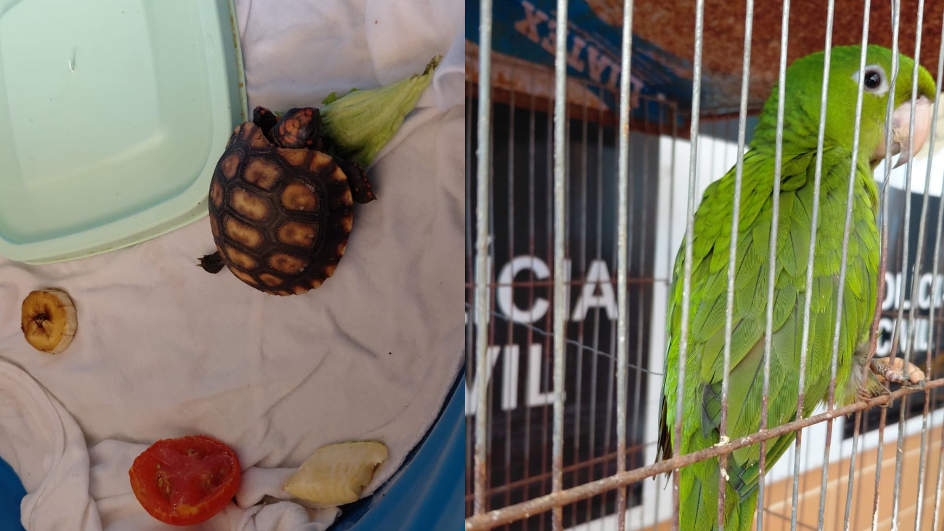 Polícia Civil de SP deflagra operação contra tráfico e resgata animais