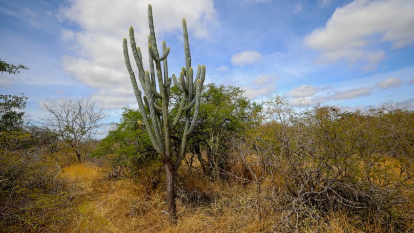 Política Nacional para Recuperação da Caatinga entra em vigor