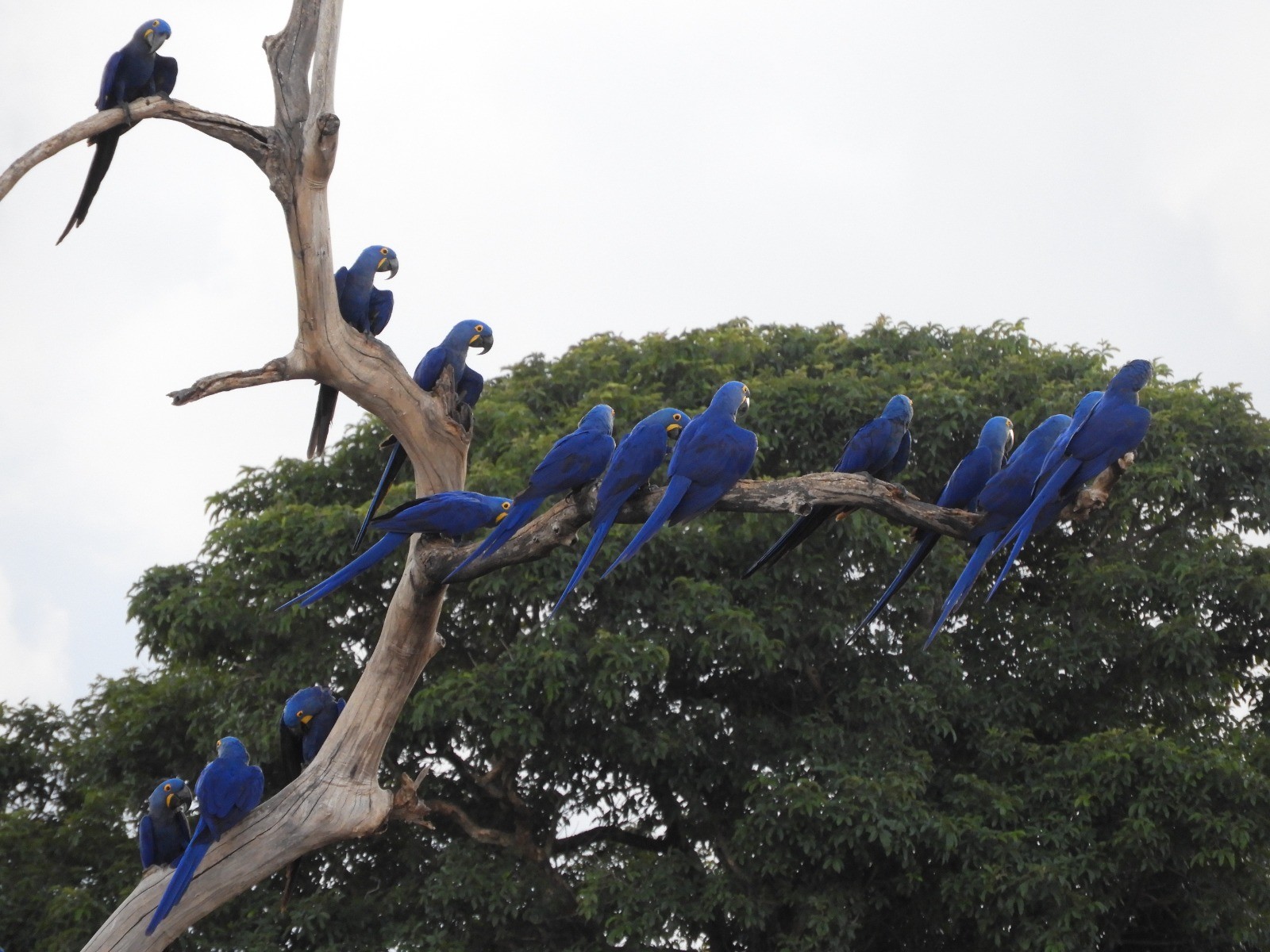 A arara-azul-grande retorna à lista de espécies Vulnerável à Extinção