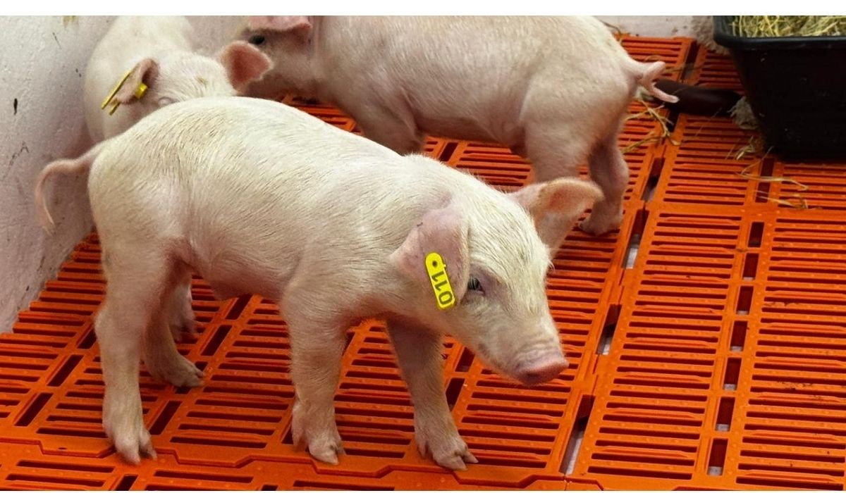 Brasil avança para criação de plantel de porcos para transplantes de órgãos no SUS