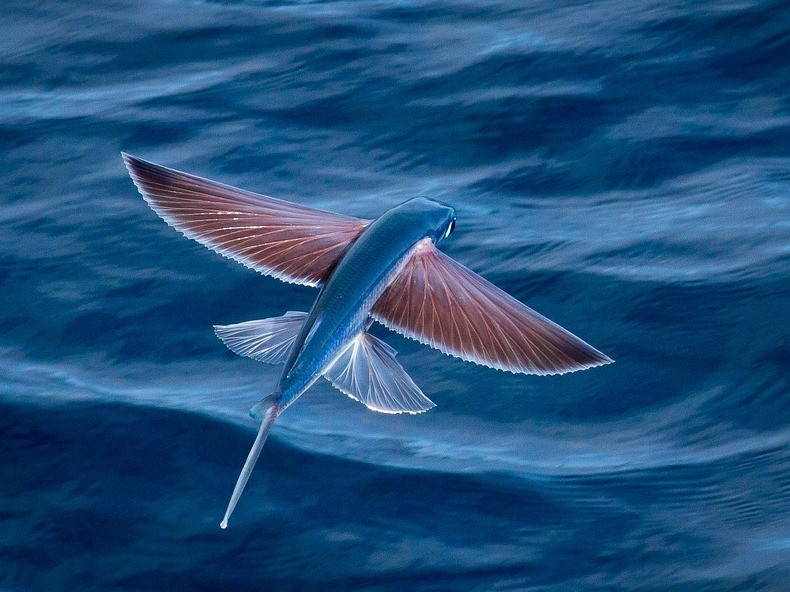 Portaria regulamenta coleta de ova de peixe-voador no Nordeste