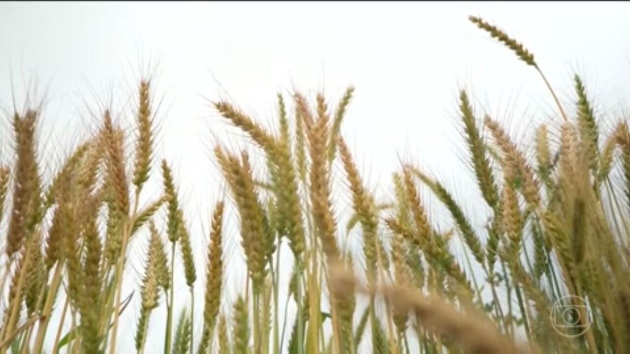 ONU e FAO avisam: Conflito no Oriente Médio eleva custo de alimentos