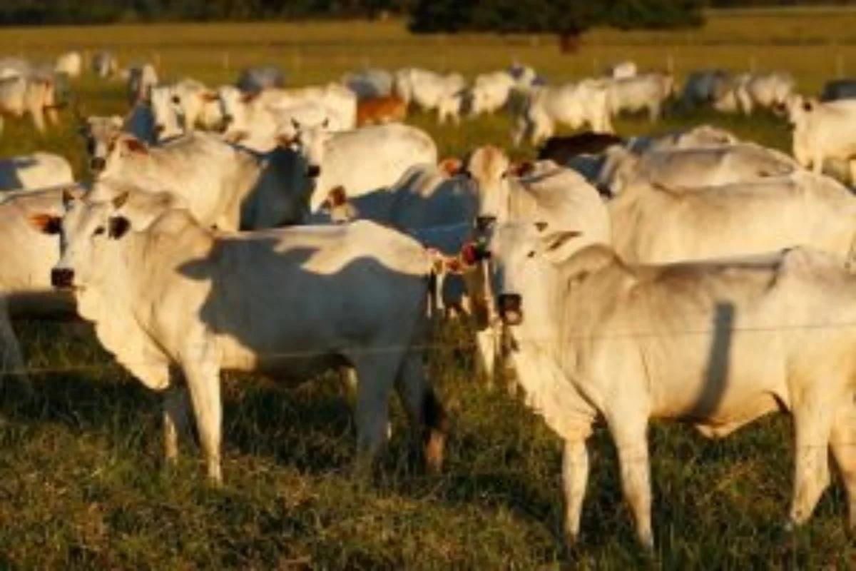 Veto da UE à carne do Brasil pressiona mercado e deve elevar preços