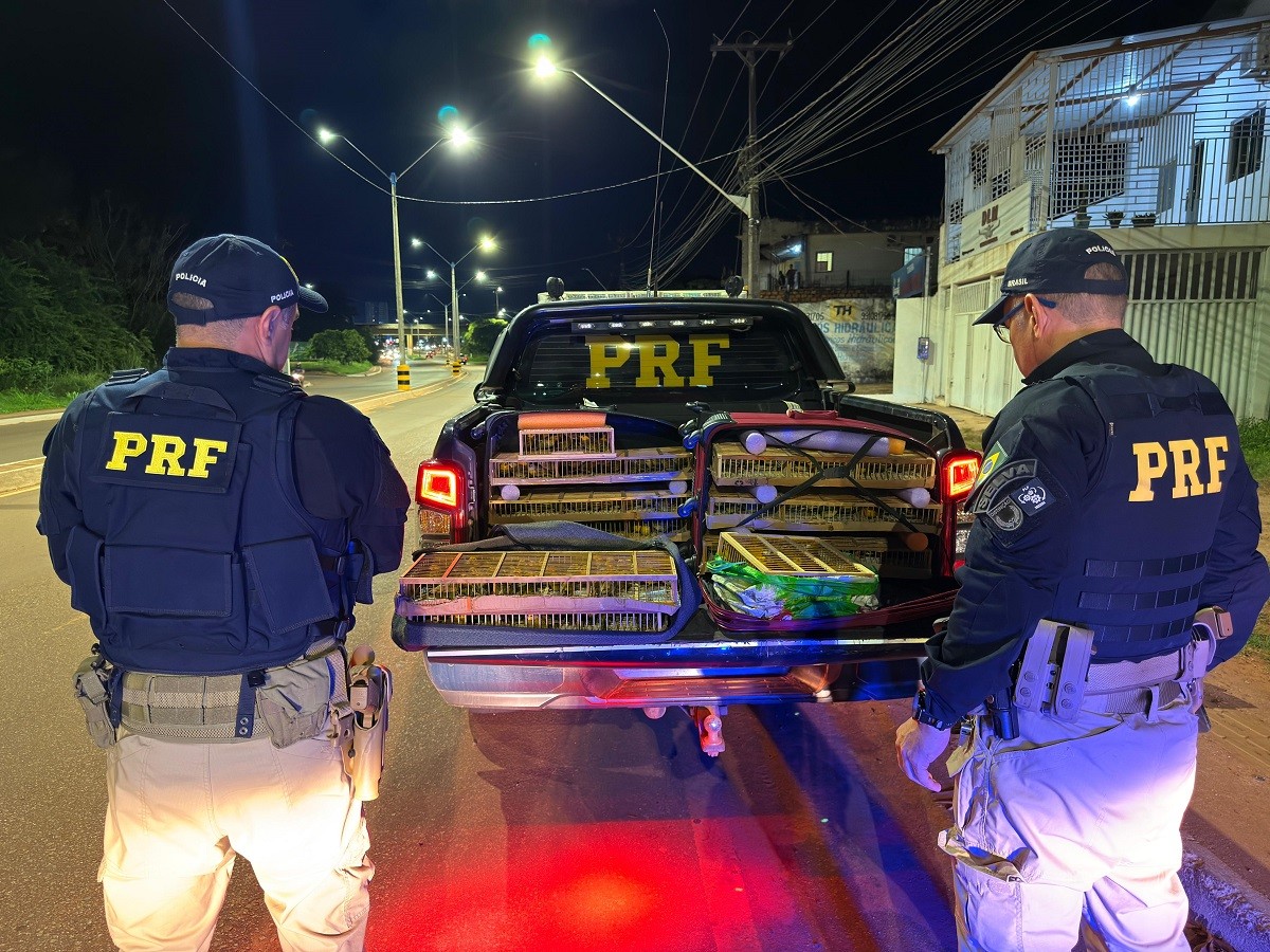 Polícia Rodoviária Federal apreende 317 aves silvestres na BR-163