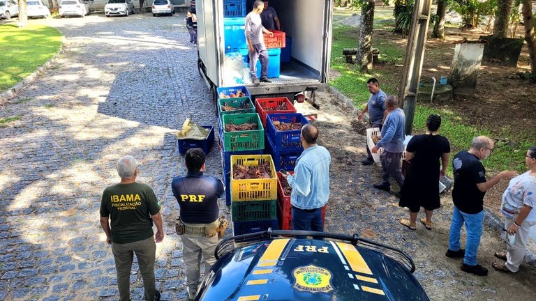 PRF apreende 1,5 tonelada de lagosta irregular em São Gonçalo do Amarante