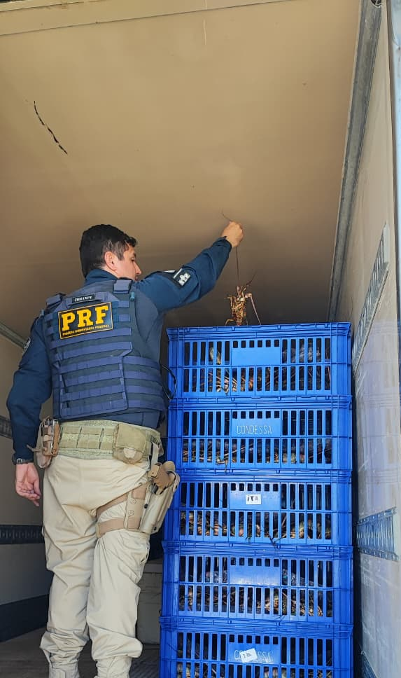 PRF apreende mais de 812 kg de lagosta transportada sem segurança em Mossoró