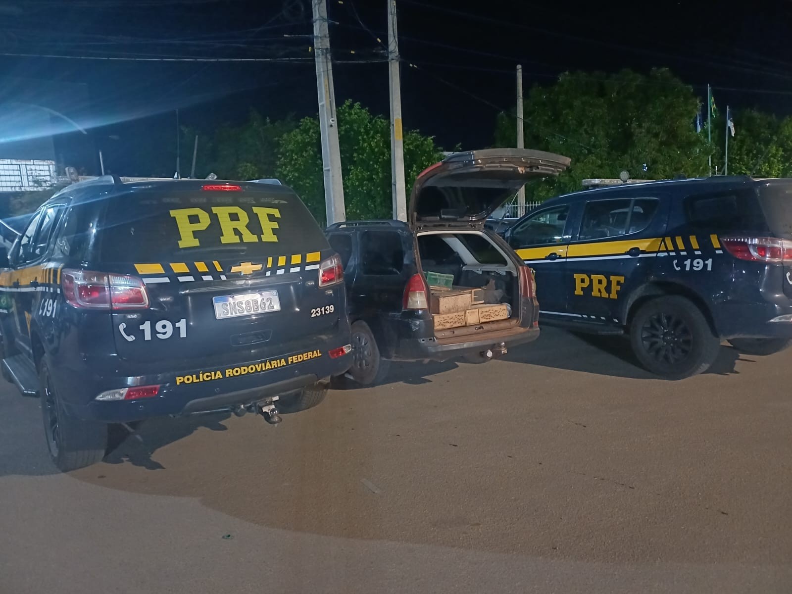 PRF resgata 250 aves silvestres em fiscalização na BR-116 em Parnamirim