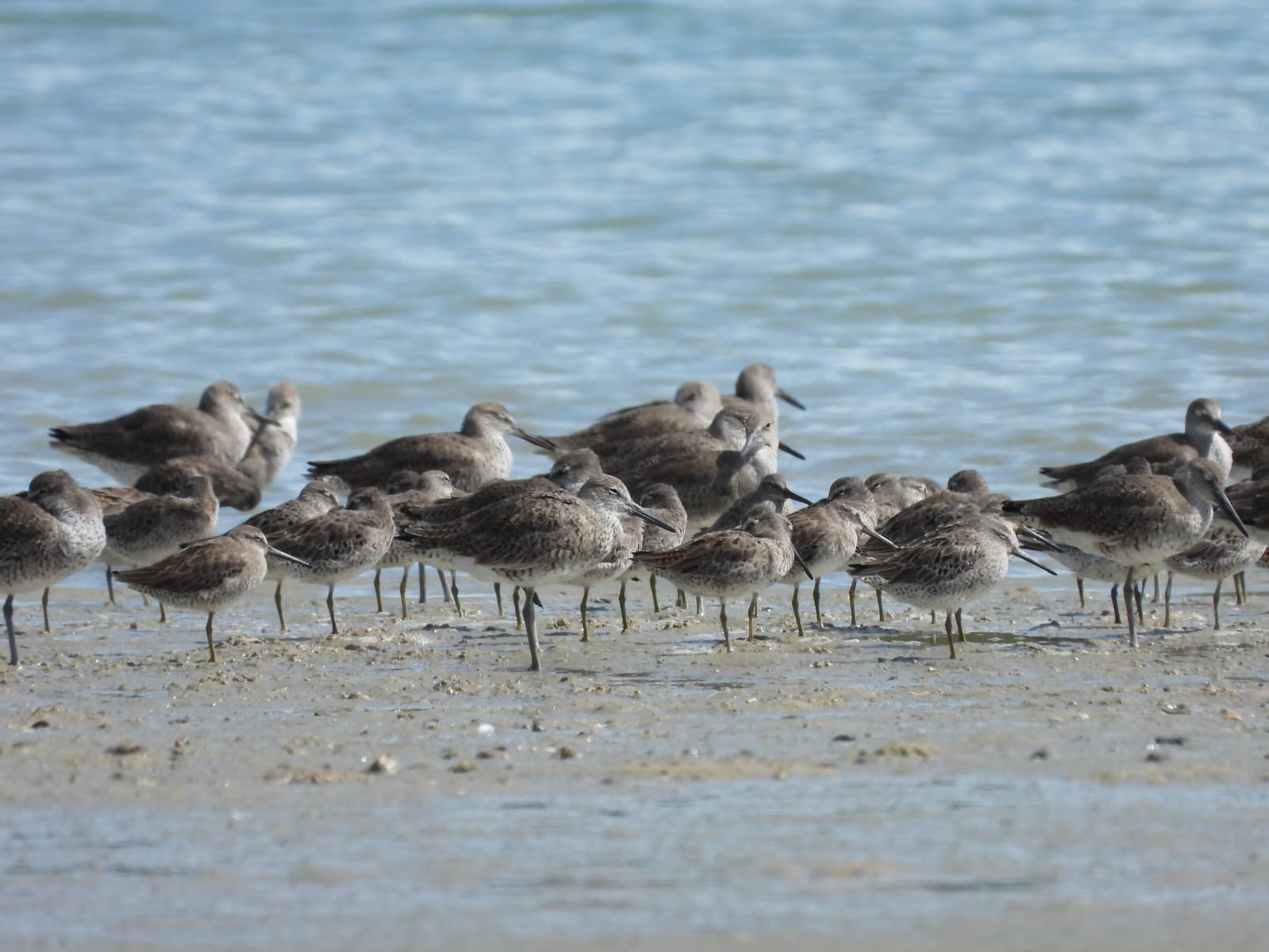 Projeto Flyways Brasil intensifica conservação de aves migratórias e ecossistemas costeiros em Guamaré, Macau e Galinhos