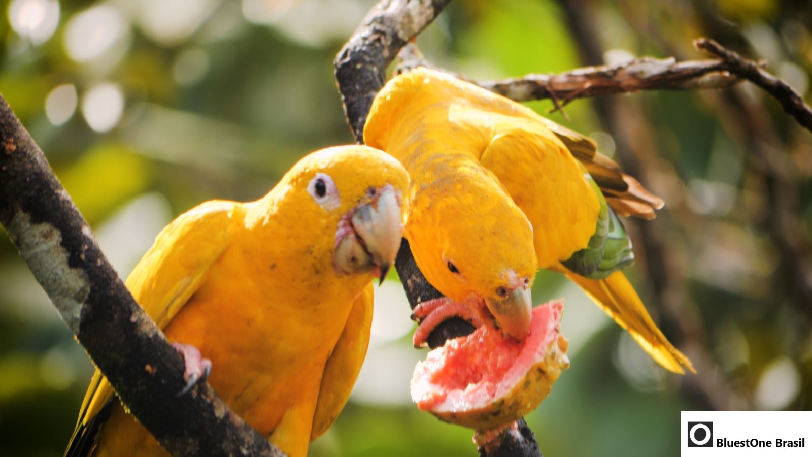 Projetos de conservação buscam reverter o desaparecimento de aves ameaçadas no Brasil