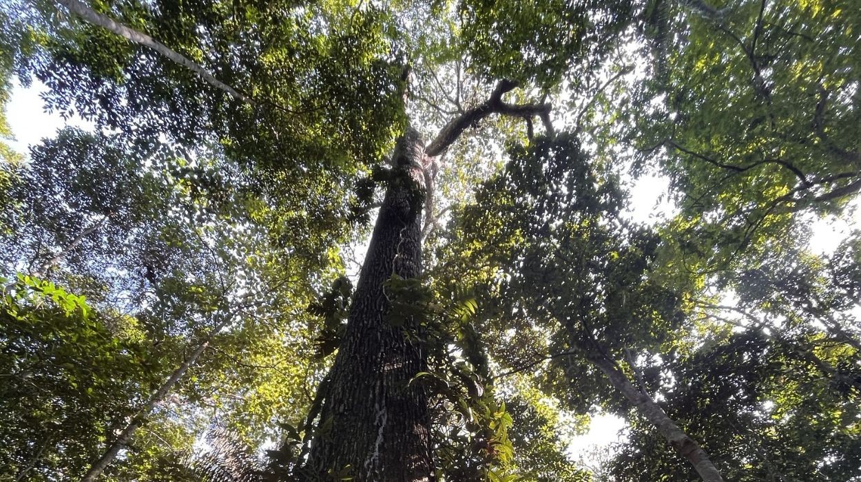 Estudo identifica 18 espécies essenciais para a regeneração da Amazônia