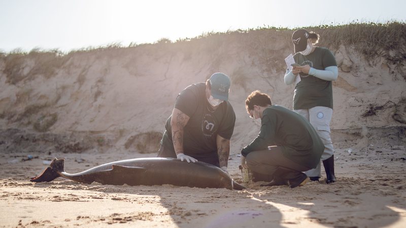Quase 180 animais marinhos são encontrados mortos no litoral do RN