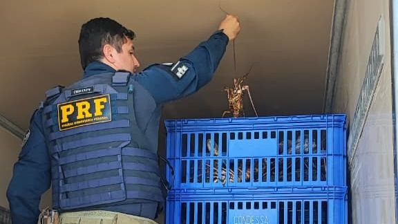 PRF-RN apreende quase uma tonelada de lagosta em Mossoró