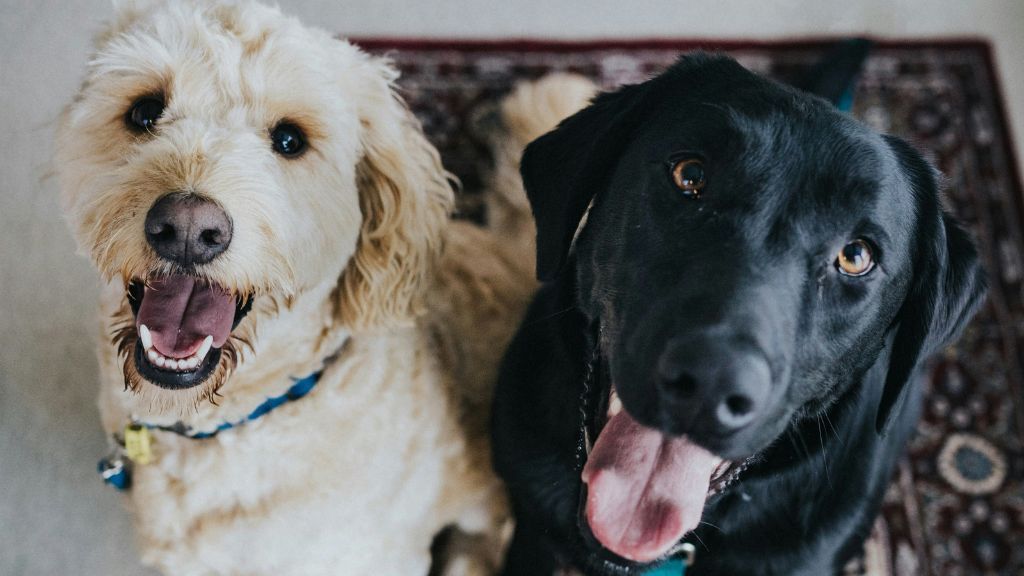 Queda de pelo em cães: quando o sinal exige atenção veterinária