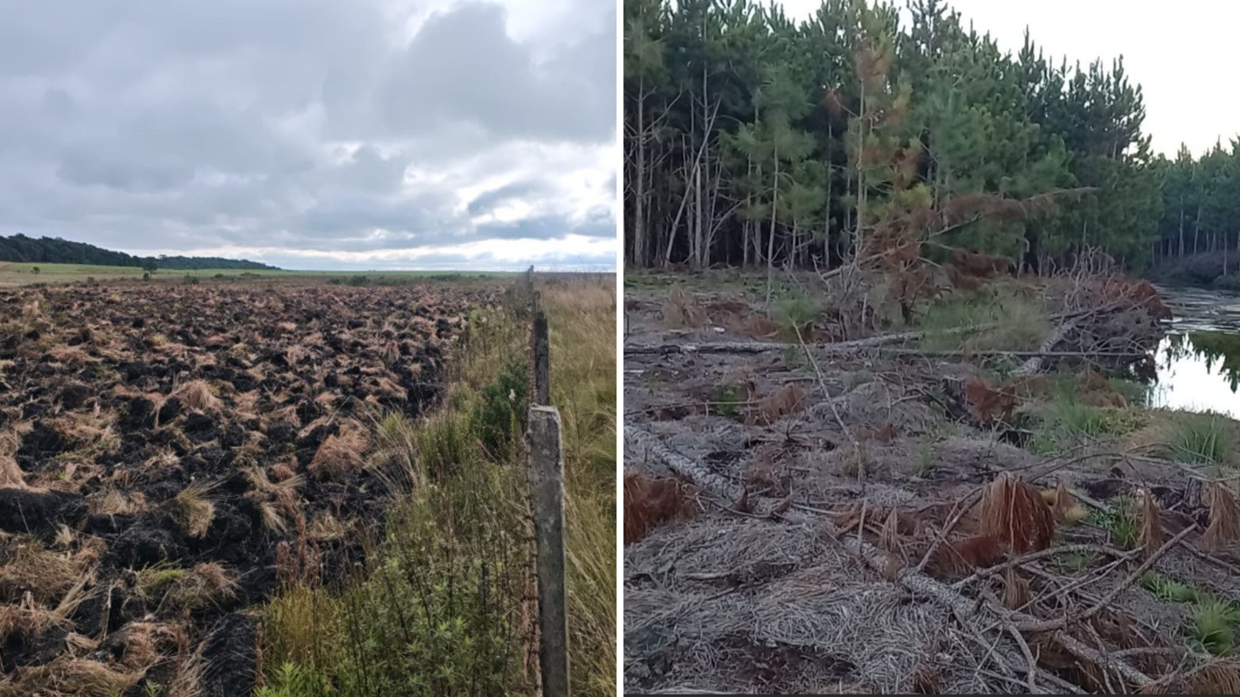 Fazendeiro é multado em R$ 542 mil por desmatamento em área de proteção no Paraná