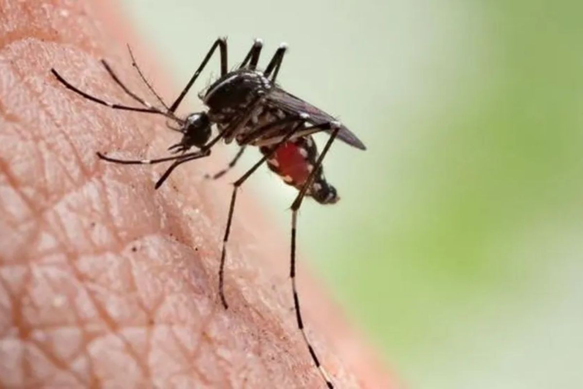 Bebê morre por complicações de chikungunya em São Miguel dos Campos