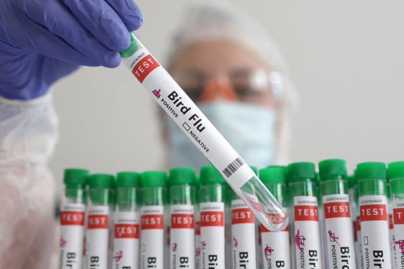 Seapi confirma foco de Influenza Aviária em ave de subsistência no Rio Grande do Sul