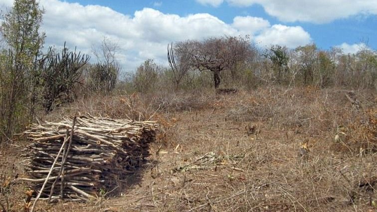 Governo do Rio Grande do Norte avança contra desertificação e amplia proteção da Caatinga