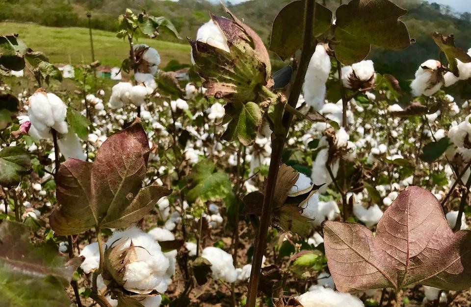 Ministério da Agricultura e Pecuária aprova novo zoneamento climático para algodão no Rio Grande do Norte