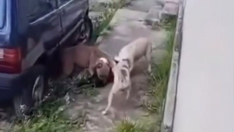 Três pitbulls soltos causam pânico e ataques a animais em Nísia Floresta