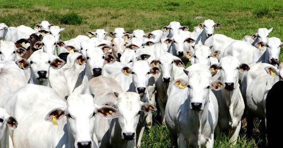 Rússia reconhece Brasil como área livre de febre aftosa sem vacinação