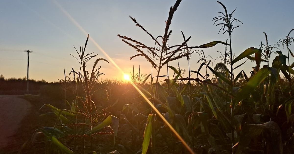 Itaú BBA prevê novo teste de rentabilidade para o agro na safra 2026/27