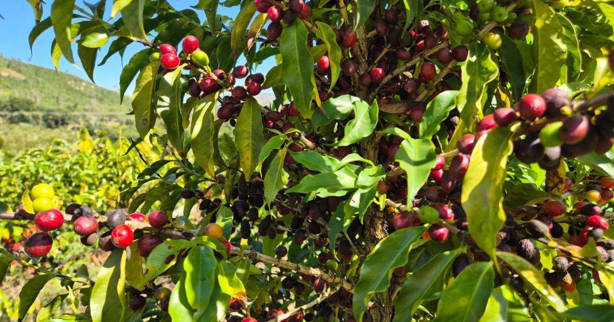 Conab projeta safra recorde de café em 2026, com alta de 18% para 66,7 milhões de sacas