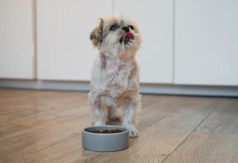 Especialistas da Royal Canin desmistificam erros comuns na dieta de filhotes