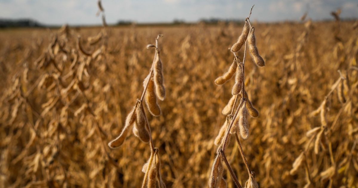 Soja recua na Bolsa de Chicago enquanto mercado aguarda relatório do USDA