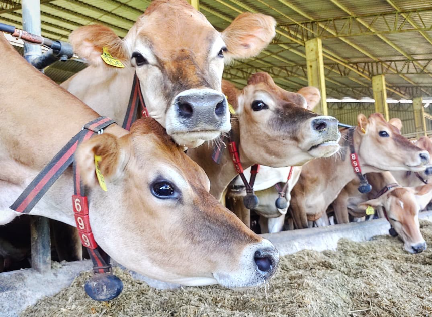 Sociedade Rural Brasileira pede análise sobre exclusão de carnes do Brasil da União Europeia
